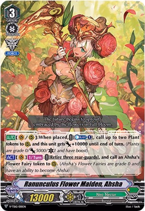 Ranunculus Flower Maiden, Ahsha