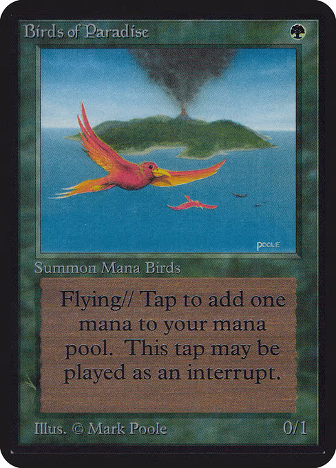 Birds of Paradise