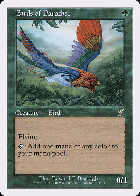Birds of Paradise