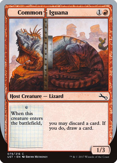 Common Iguana