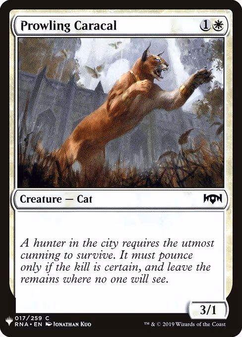 Prowling Caracal