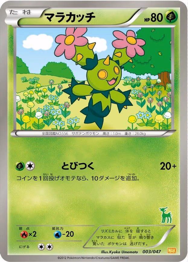 Maractus