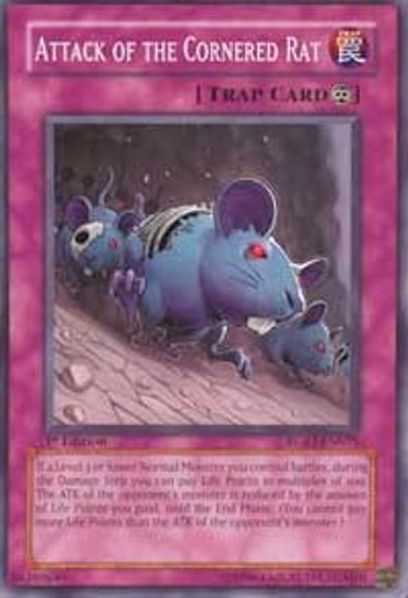 Attack of the Cornered Rat
