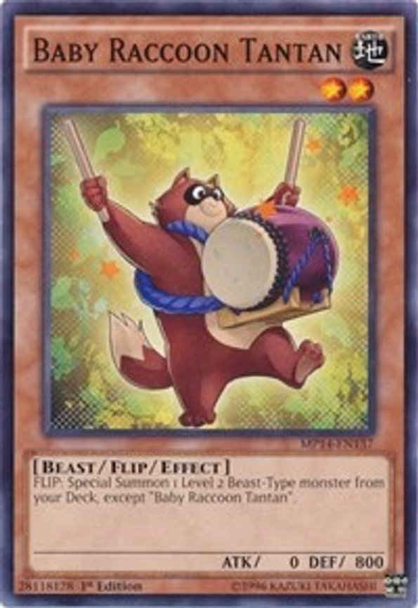 Baby Raccoon Tantan
