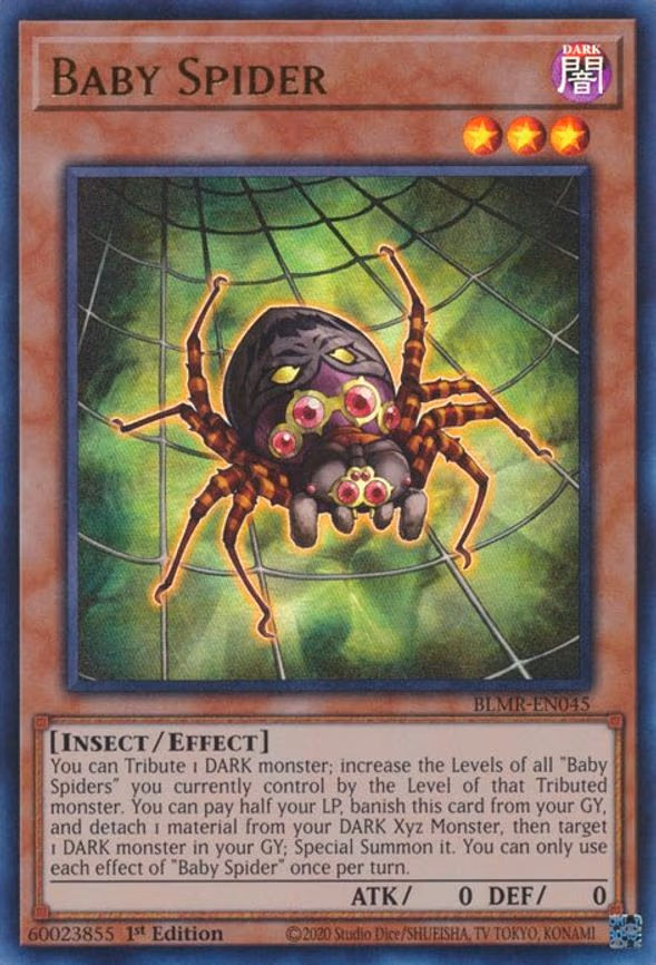 Baby Spider