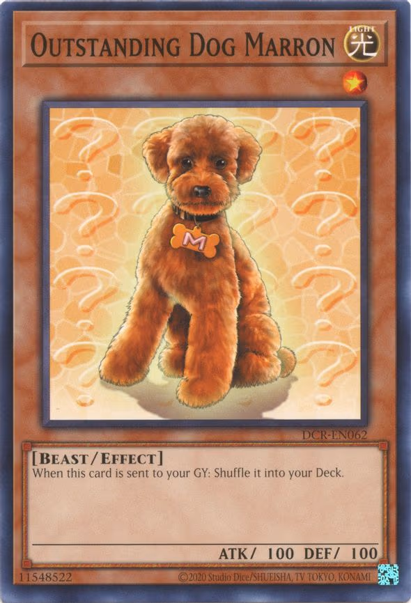 Outstanding Dog Marron