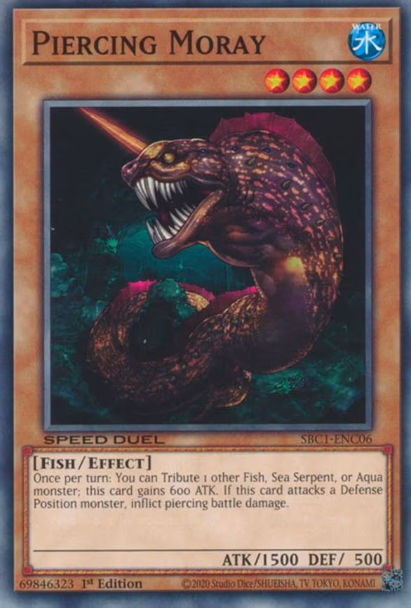 Piercing Moray