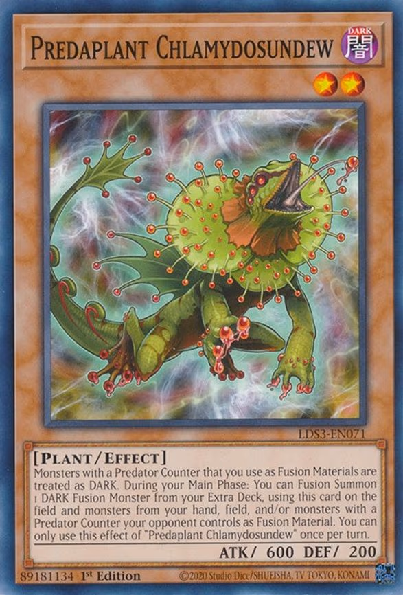Predaplant Chlamydosundew