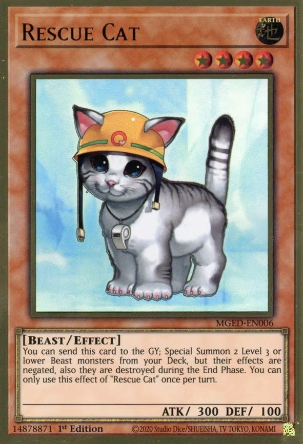 Rescue Cat