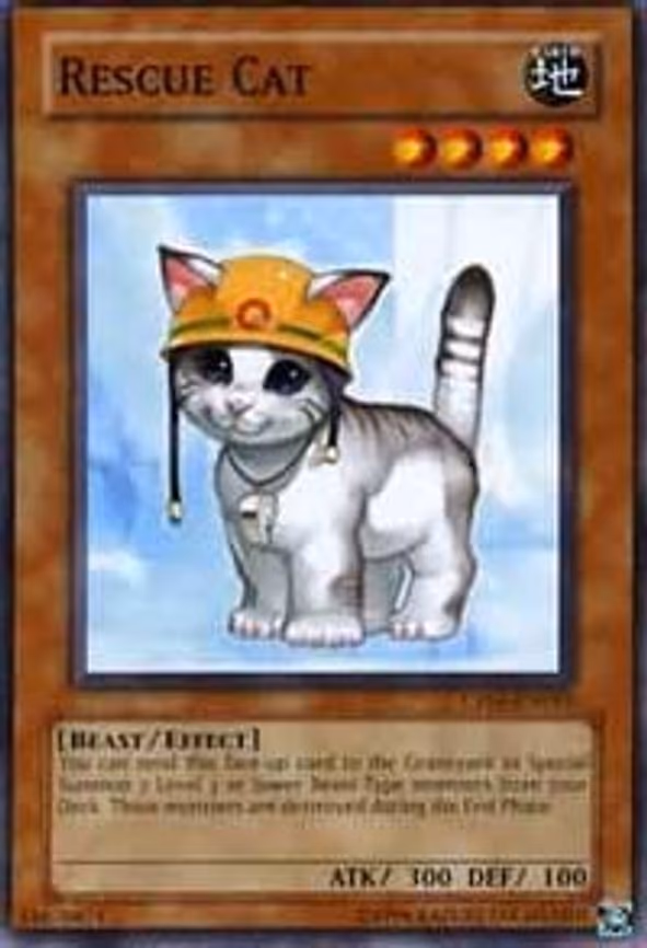 Rescue Cat