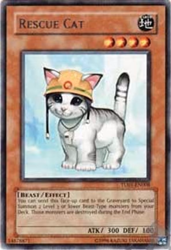 Rescue Cat