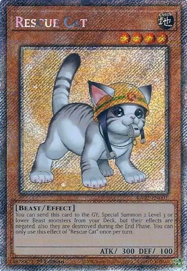 Rescue Cat