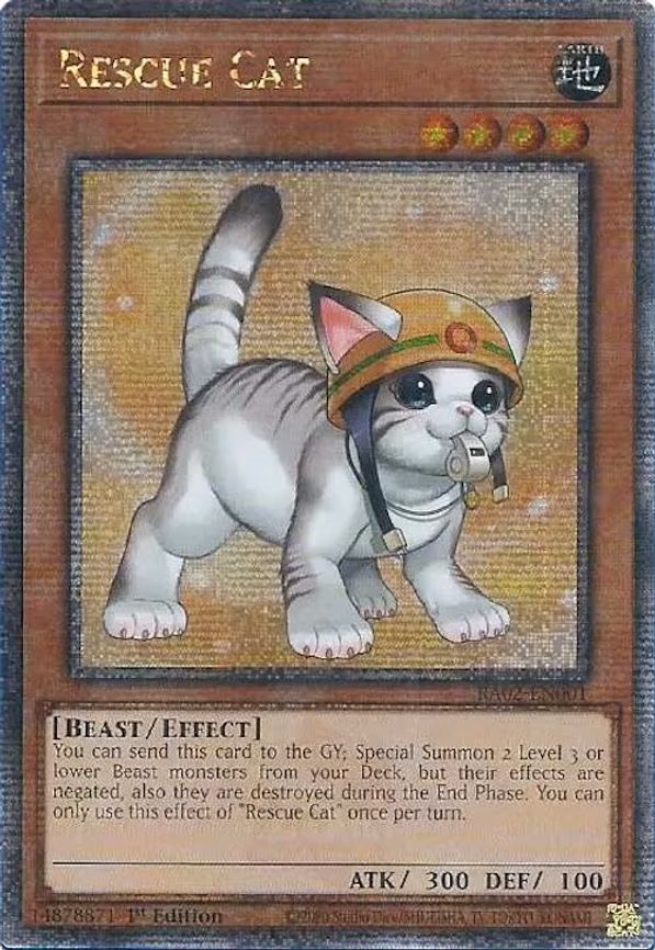 Rescue Cat