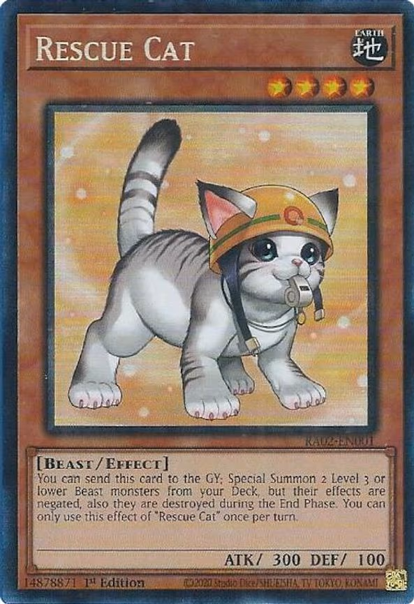 Rescue Cat