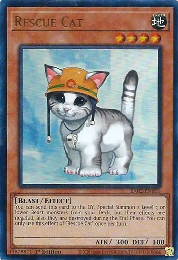 Rescue Cat