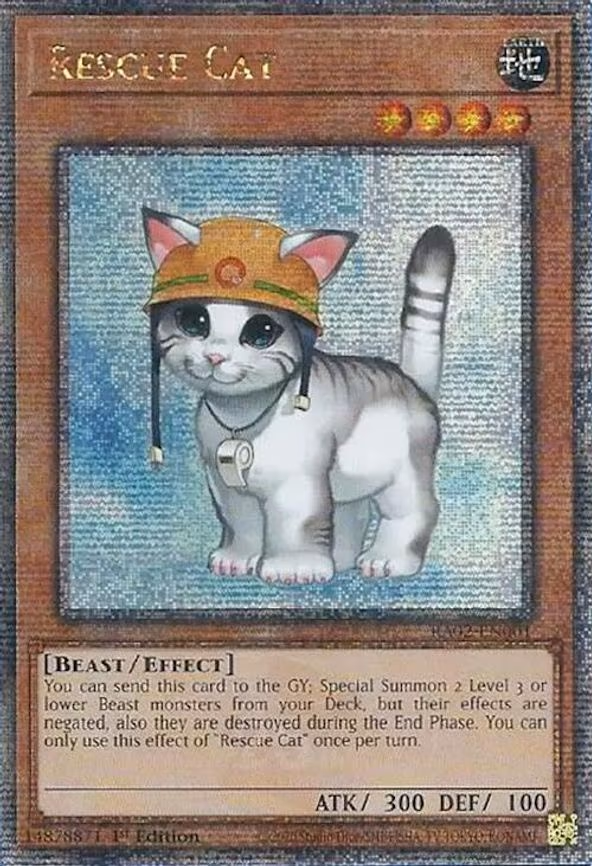 Rescue Cat