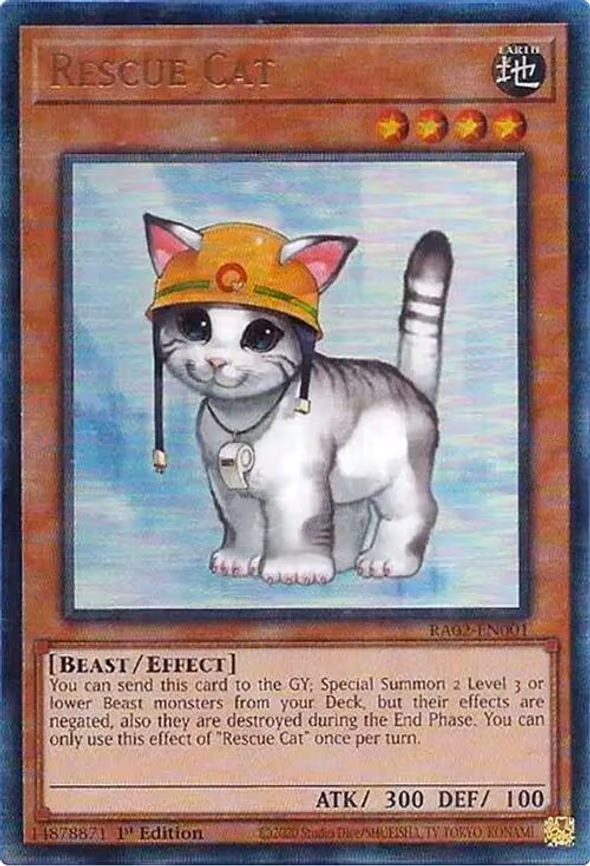 Rescue Cat