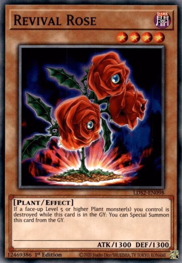Revival Rose