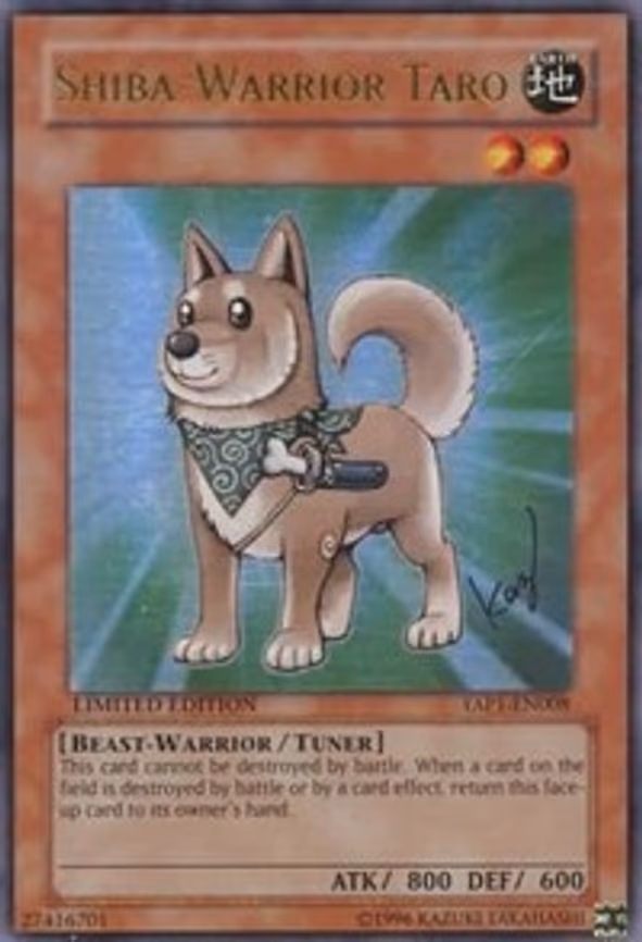 Shiba-Warrior Taro